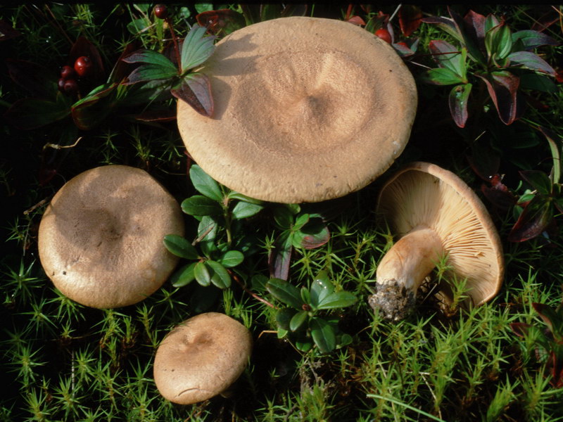 Specie interessanti dalla LAPPONIA due